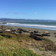 Behold, the elephant seal invaders.